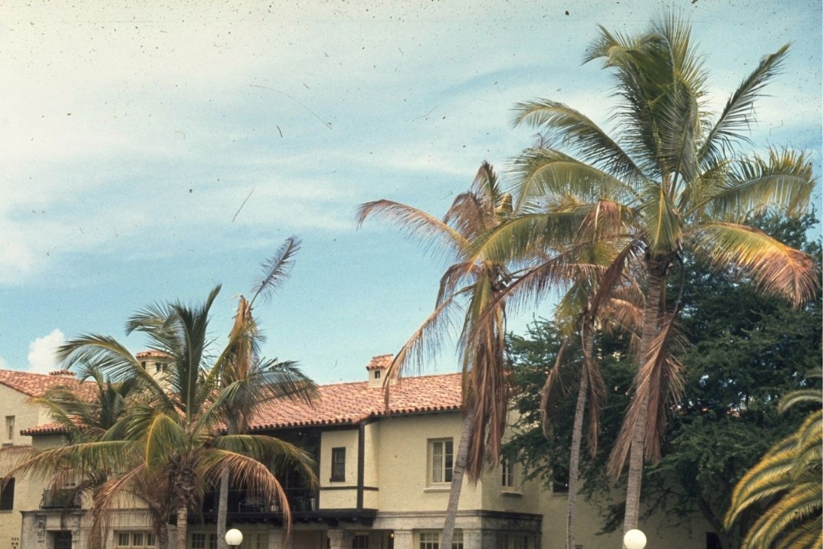 Coconut palms in South Florida infected with lethal yellowing disease.