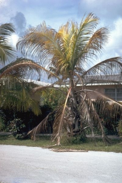 An infected coconut palm shows signs of lethal yellowing with yellow and dying palm fronds.