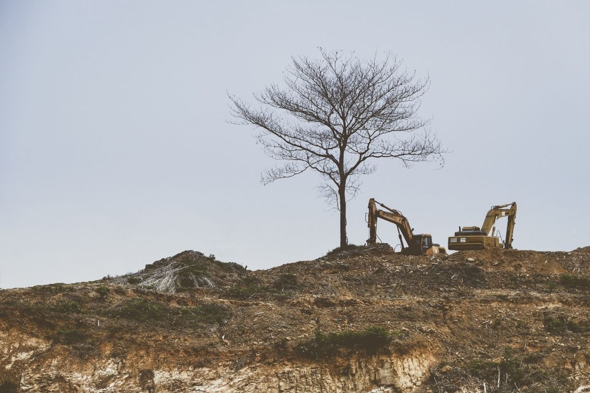 A lone tree remains on a construction site, with disturbed soil all around it and excavators nearby digging up more dirt.