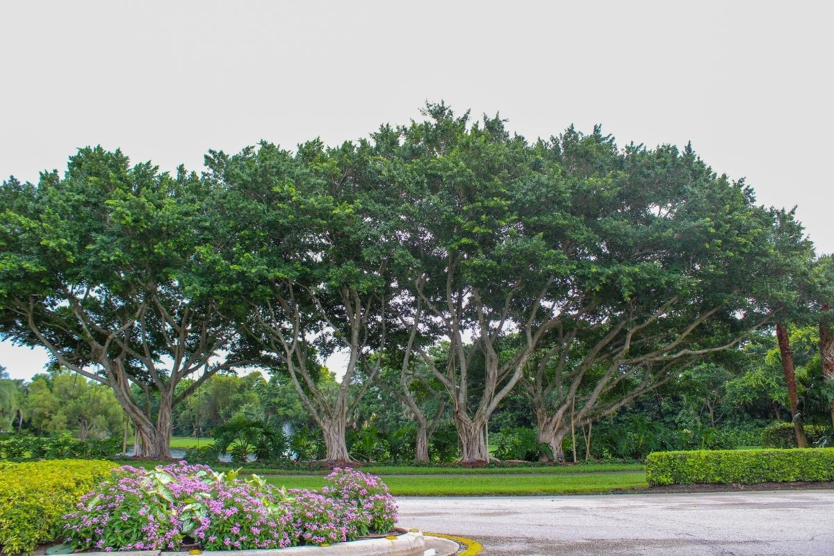 Tropical trees and plants maintained by Sherlock Tree in South Florida.