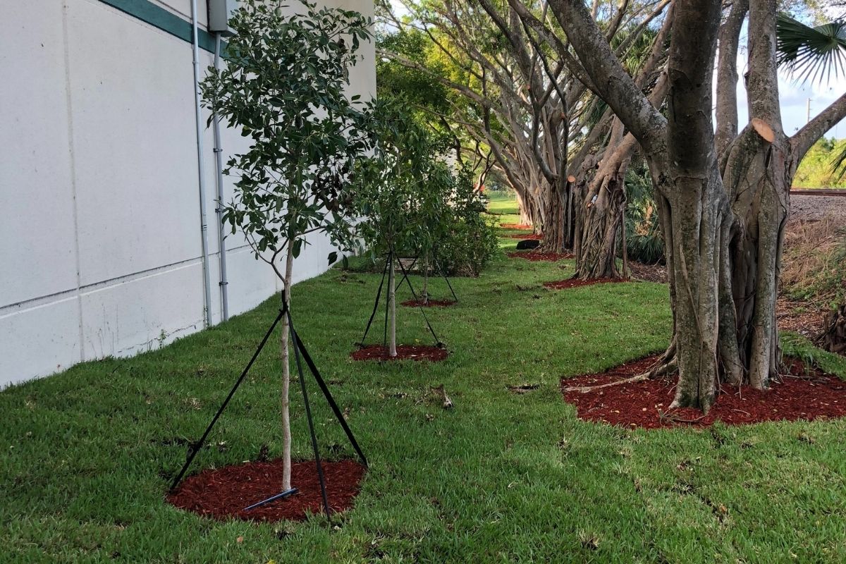 Young trees planted by Sherlock Tree in South Florida with mulch properly applied.