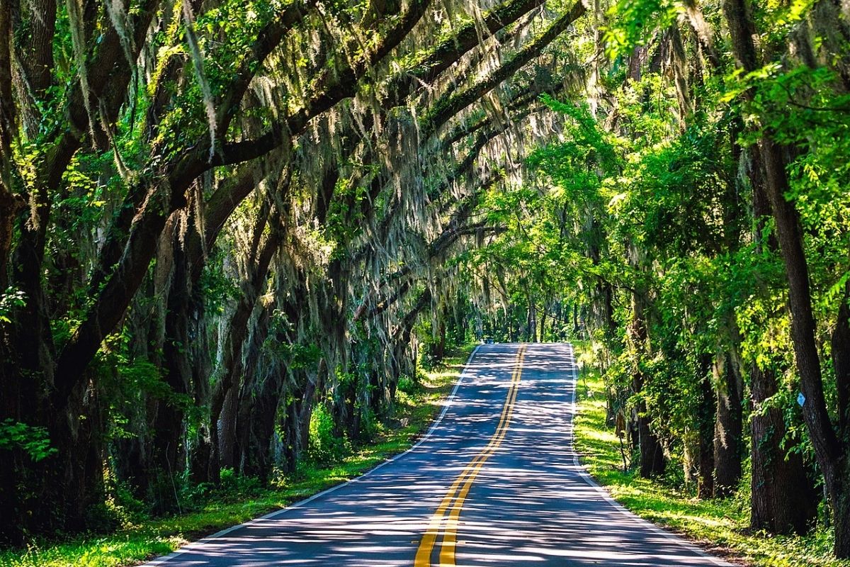 Florida road covered by a canopy of tree limbs and Spanish moss