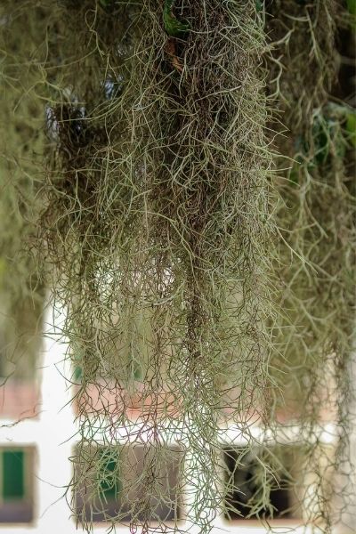 Close-up of Spanish moss hanging from a tree