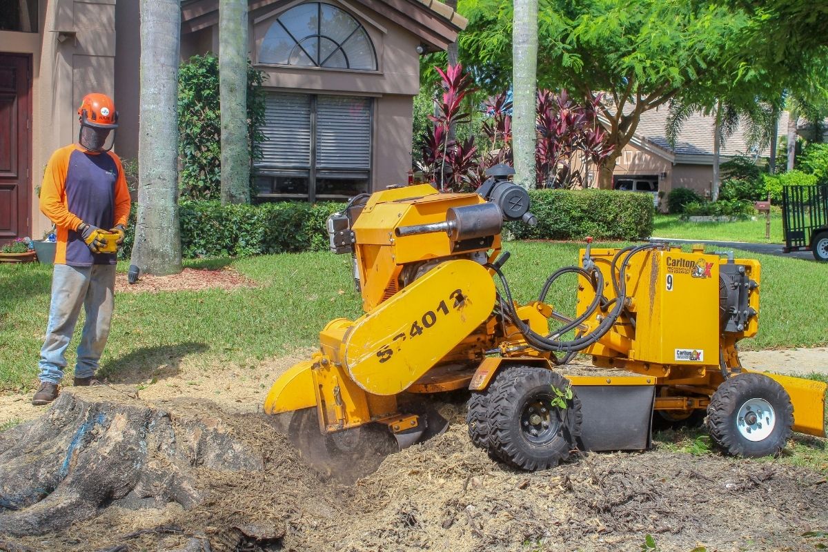 A Sherlock Tree Company crew member operates a stump grinder on a residential yard in South Florida.