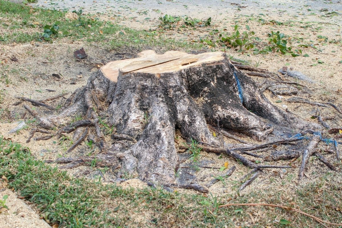 A tree stump and roots remain after a tree removal by Sherlock Tree Company in South Florida.
