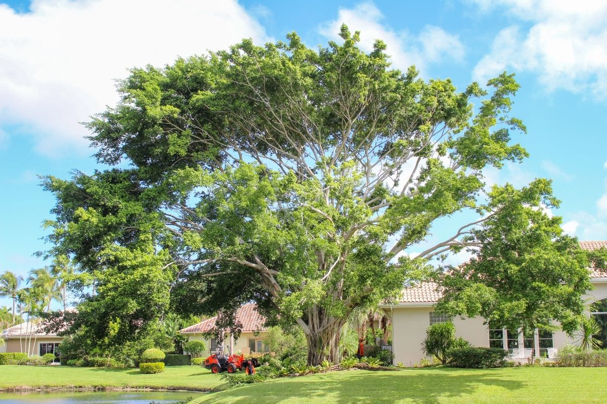 a Tall and wide tree in South Florida that was removed by Sherlock Tree 