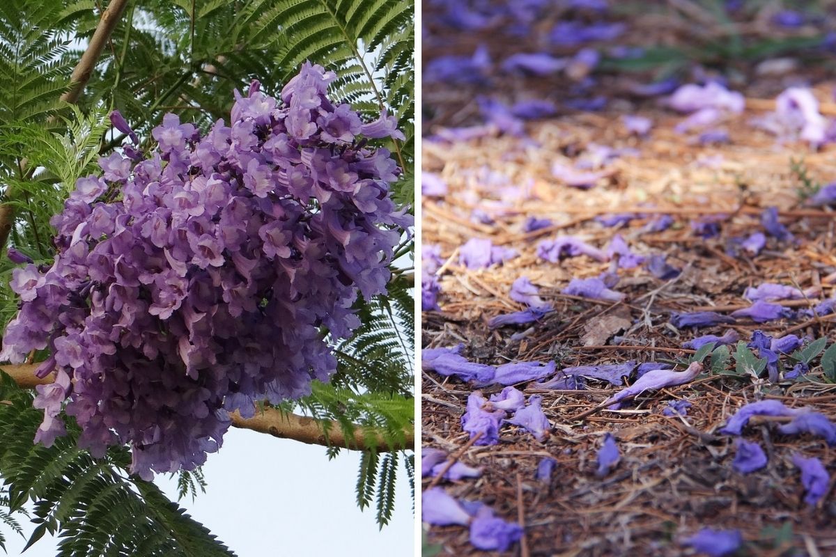 Two photos showing a closeup of jacaranda purple flowers and the flower petals once they have fallen to the ground