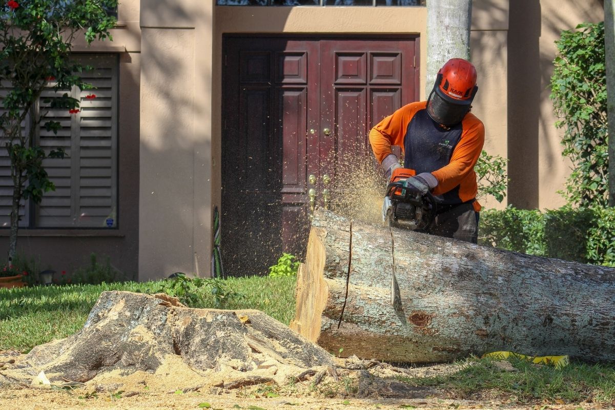 A Sherlock Tree crew member uses a chainsaw to cut up a tree during a tree removal. 