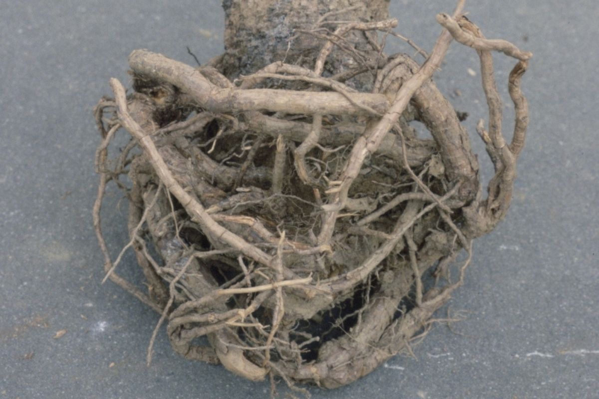 Girdled or twisted roots of a tree removed from the ground.