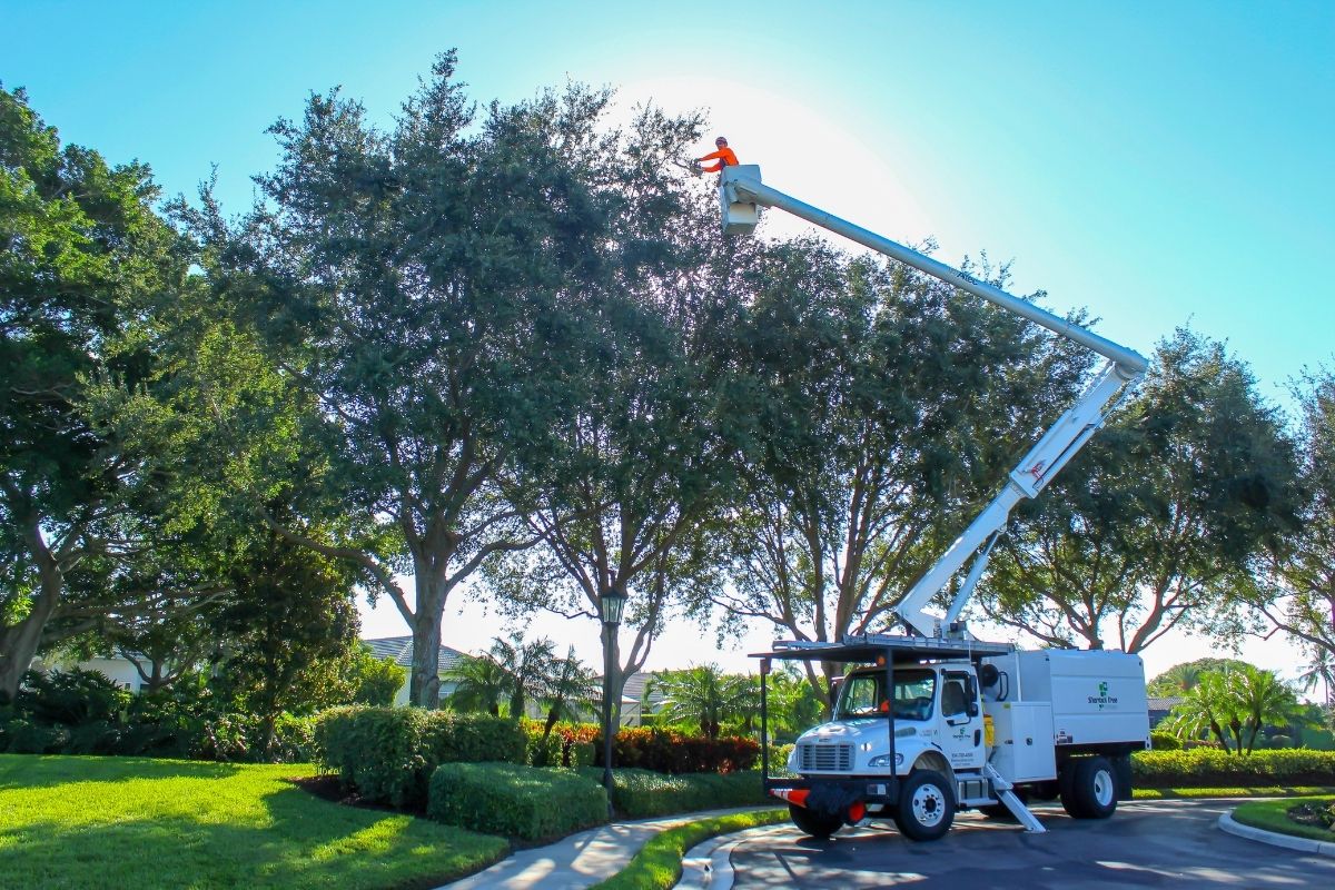 The Sherlock Tree Company crew prunes trees in a South Florida neighborhood using a bucket truck.