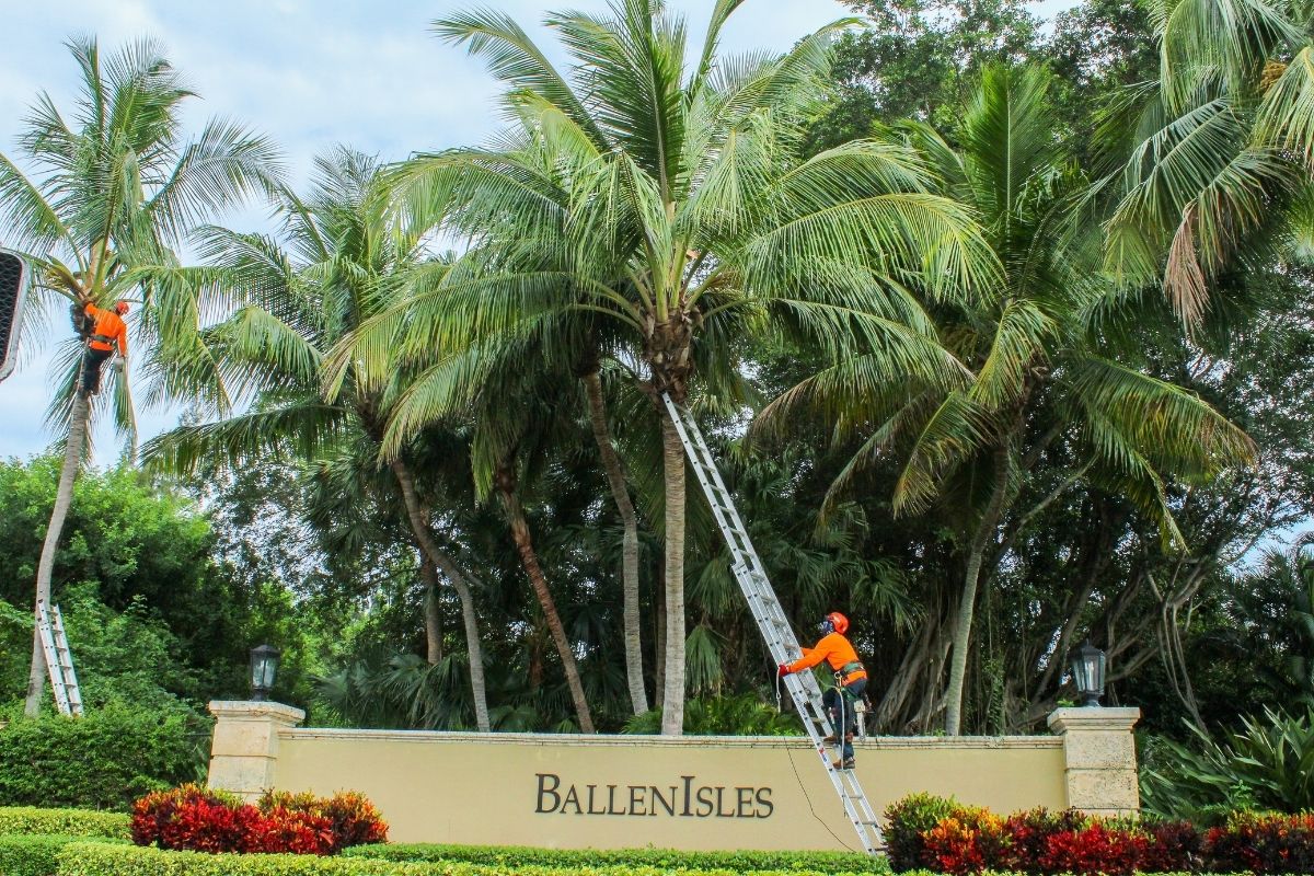 The Sherlock Tree Company crew works on South Florida trees in the BallenIsles neighborhood.