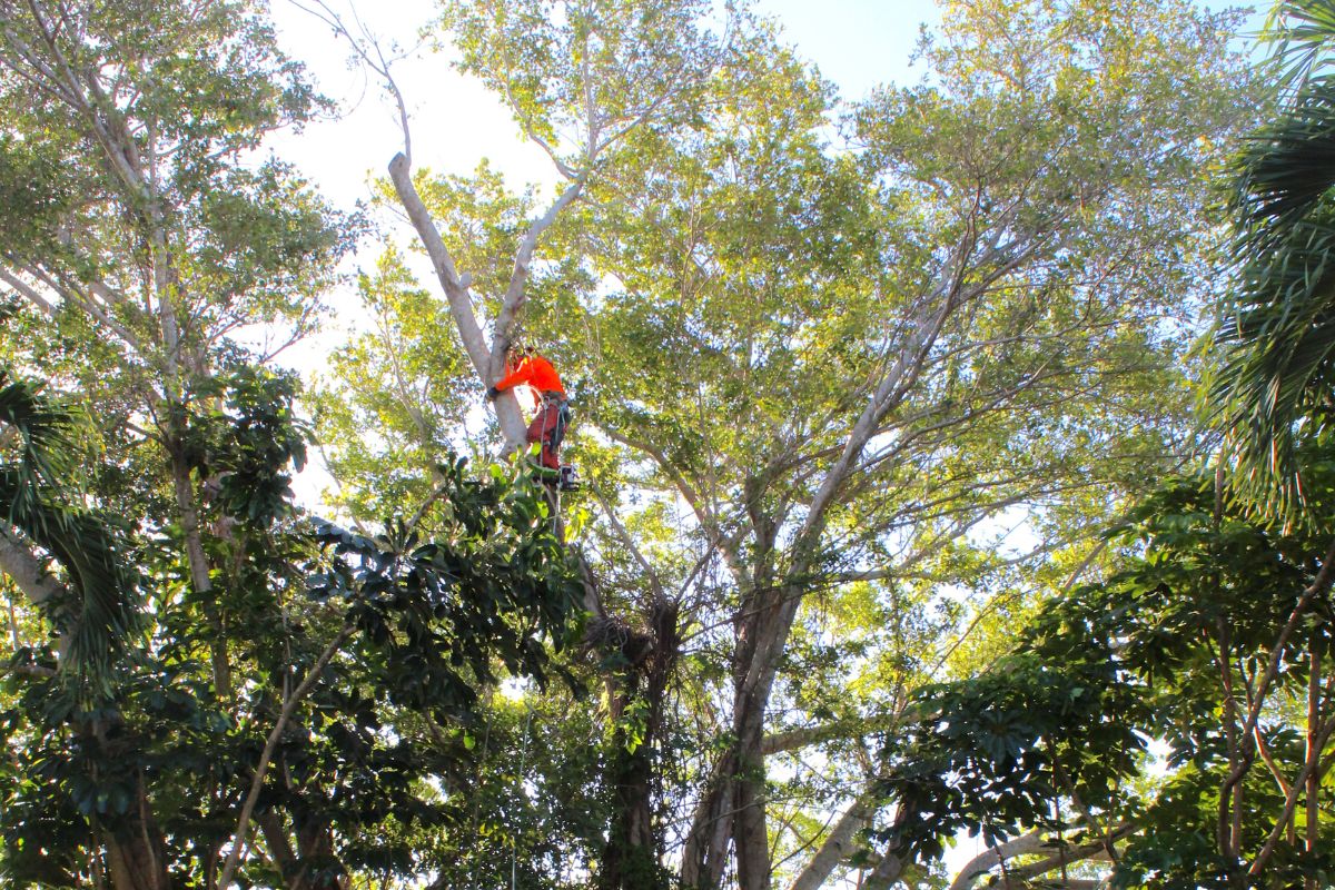 A Sherlock tree climber ascends a tree that is surrounded by many other trees in South Florida.