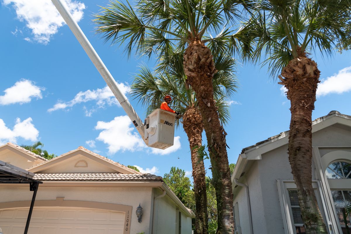 A Sherlock Tree worker uses a bucket truck to prune palms in South Florida near several homes.