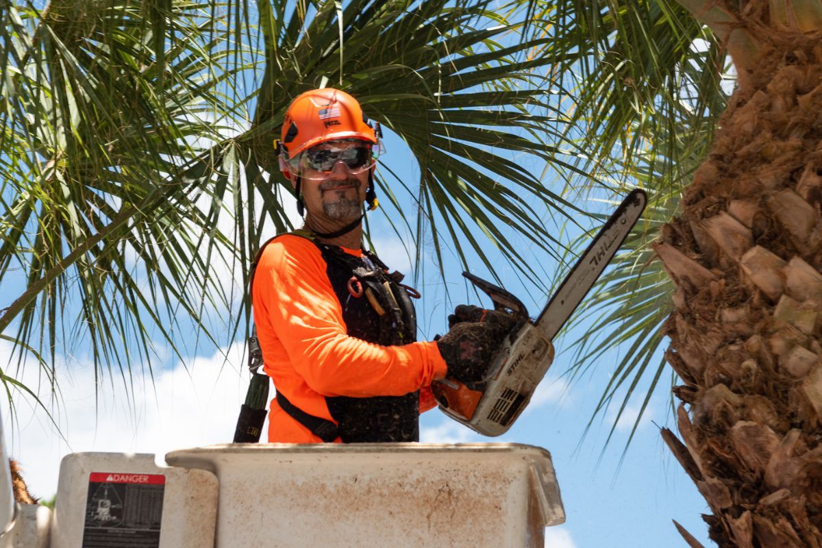 A Sherlock Tree worker uses a bucket truck and chainsaw to prune palms in South Florida.
