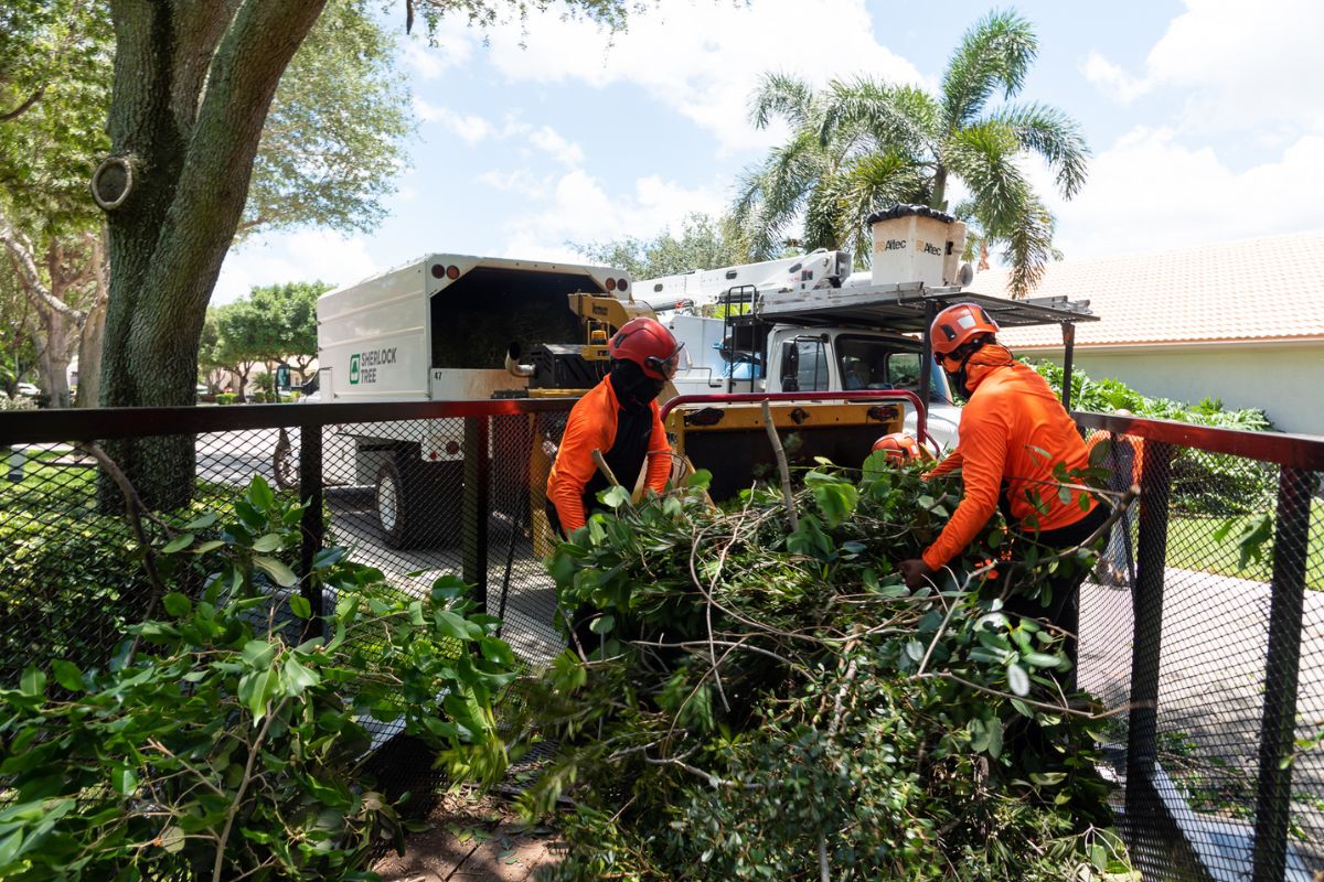 The Sherlock Tree Company ground grew cleans up sections of a pruned or removed tree in South Florida.