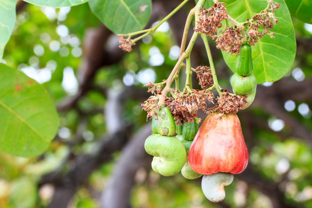 Cashew fruit, seeds, flowers, and leaves on a cashew tree.