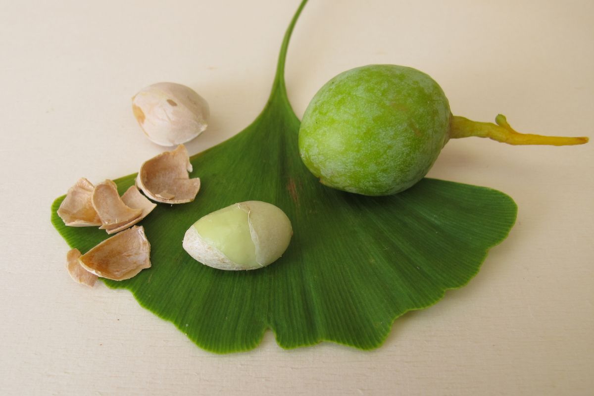 A green ginkgo biloba tree leaf with ginkgo biloba nuts, both whole and shelled.
