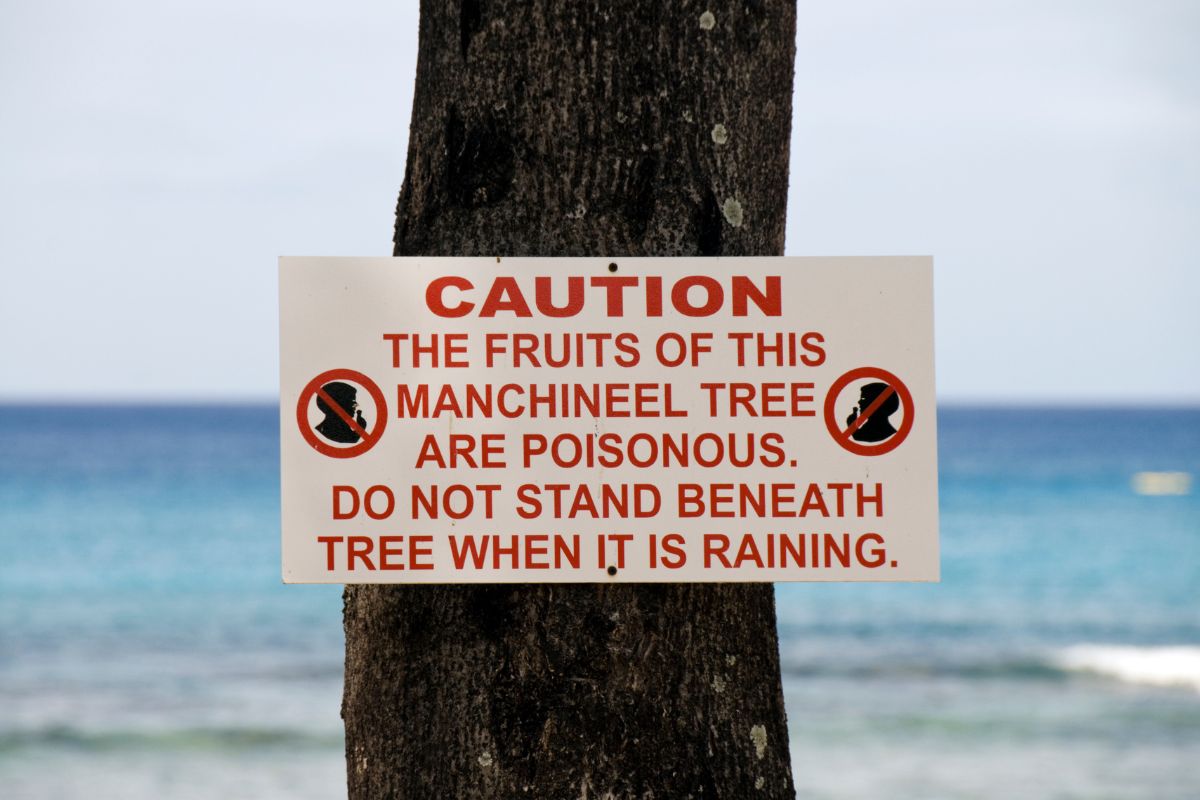 A sign posted to the trunk of a manchineel tree in South Florida informs passers-by of the poisonous qualities of the tree.