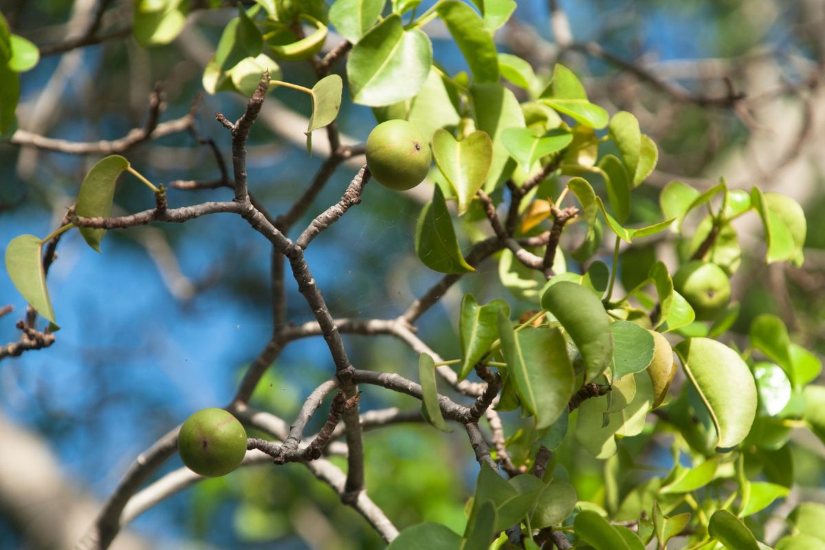 The green leaves and apple-like green fruit of the toxic manchineel tree in South Florida.