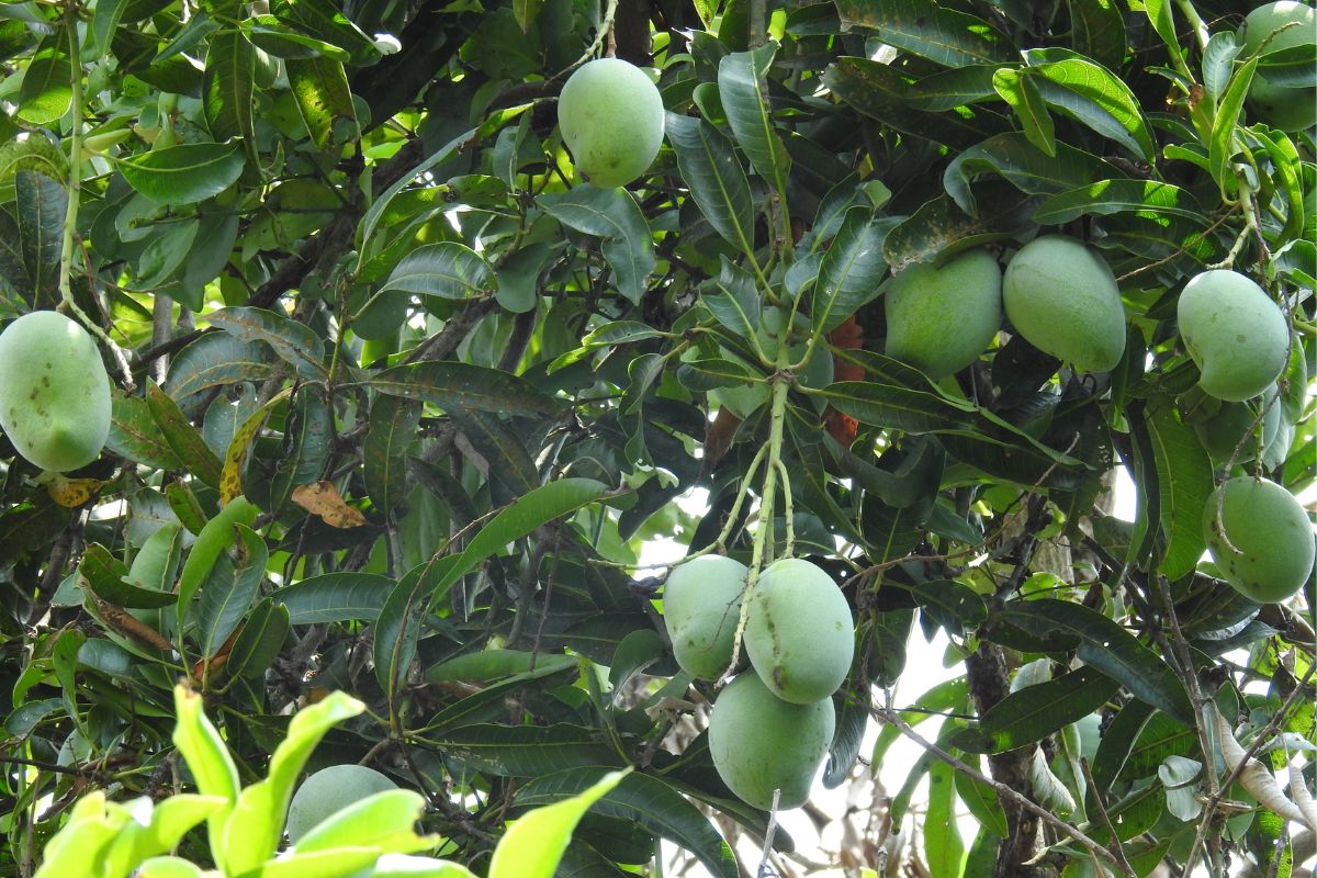 Green mango fruit and green leaves of a mango tree in South Florida.