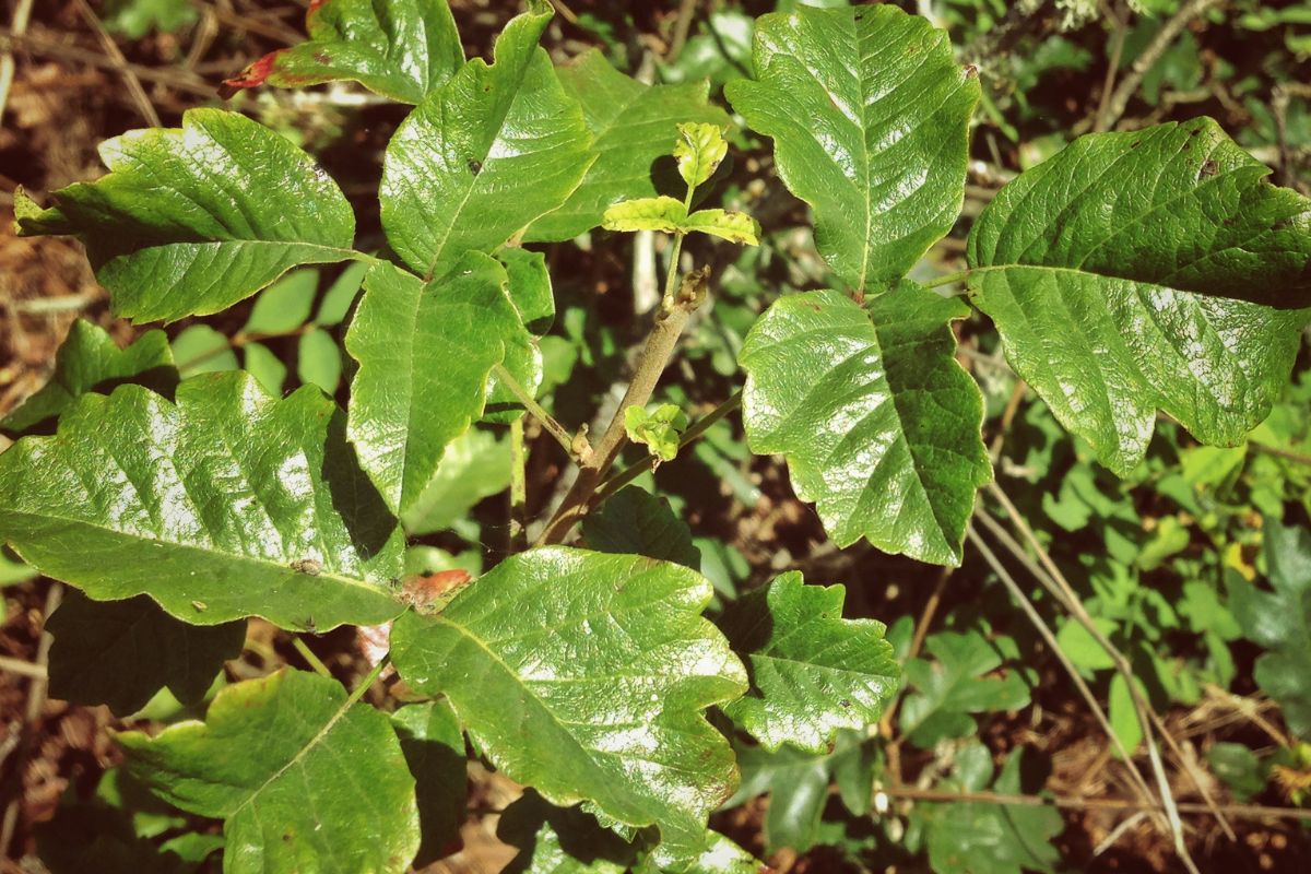 Close up photo of the green shiny leaves of poison oak.