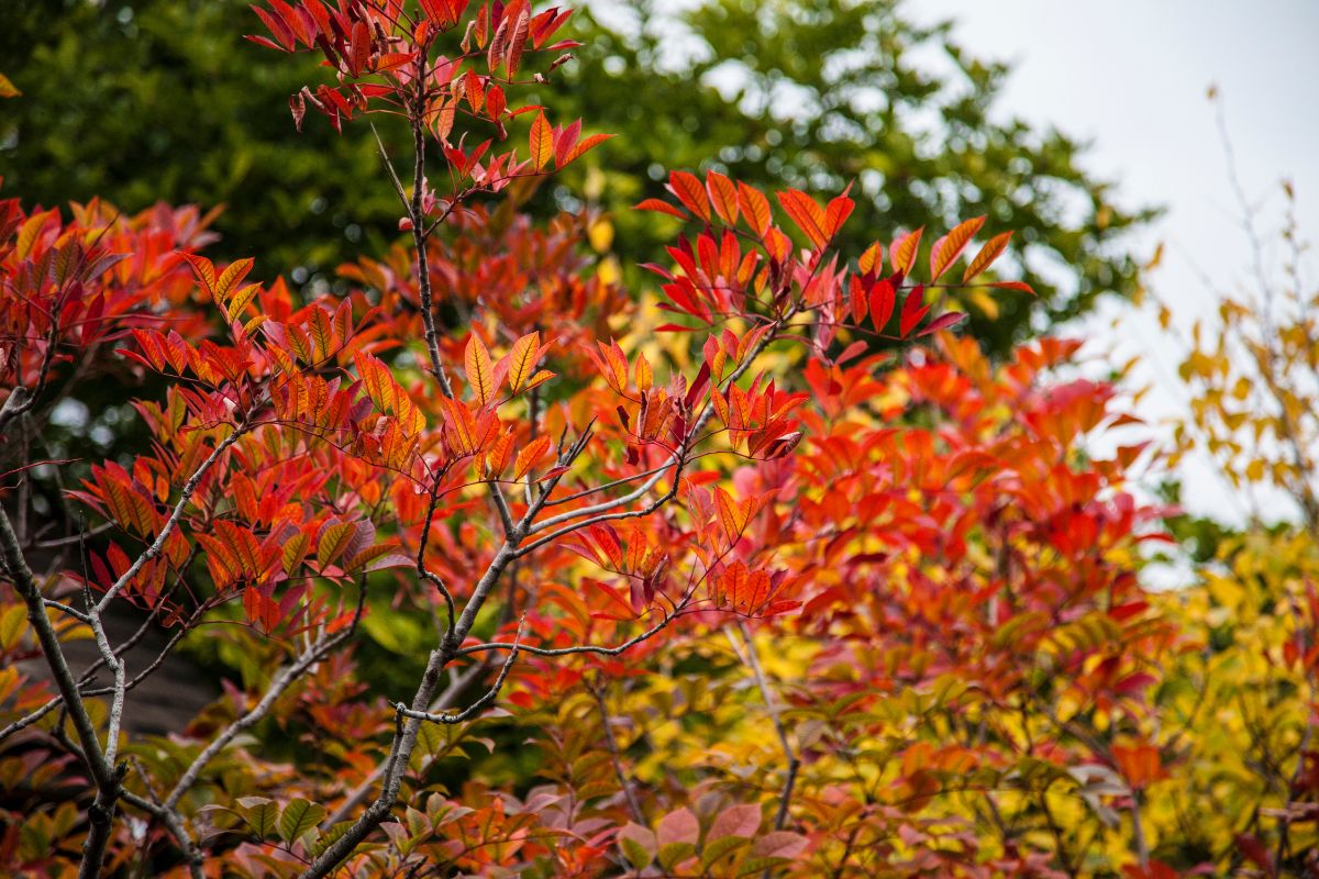 The red leaves of poison sumac in fall.