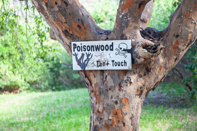 Toxic, Allergenic, And Poisonous Trees In Florida Sherlock Tree Company