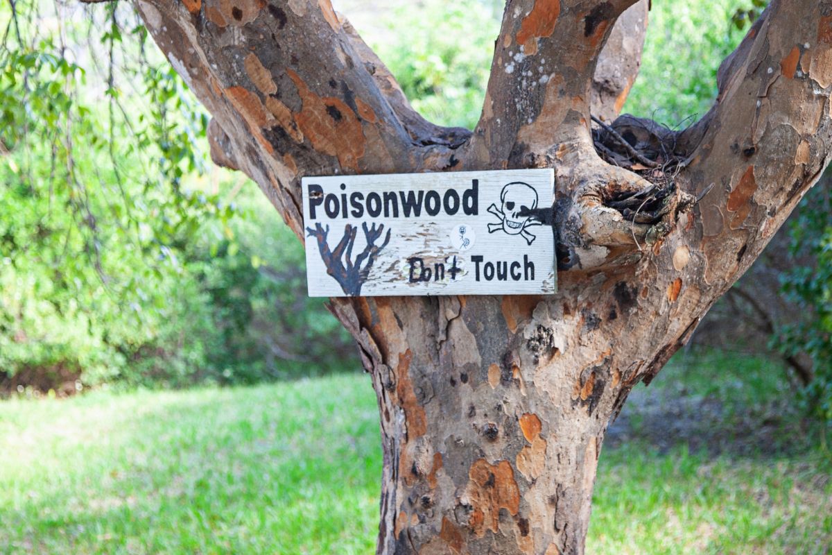 A sign posted on a poisonwood tree reads "don't touch".