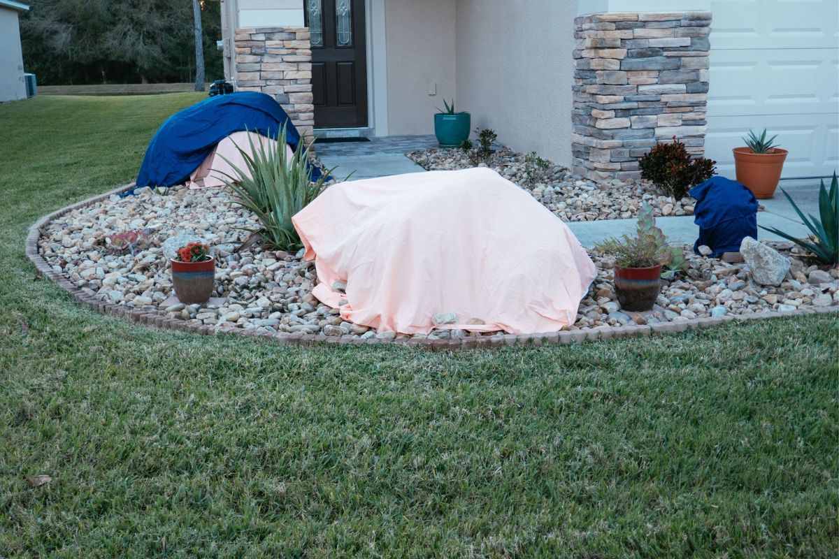 Blankets and sheets used to protect cold-sensitive plants from frost in South Florida.