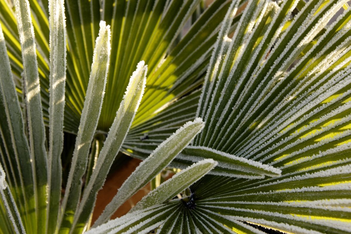 A South Florida palm is covered in a light layer of frost.