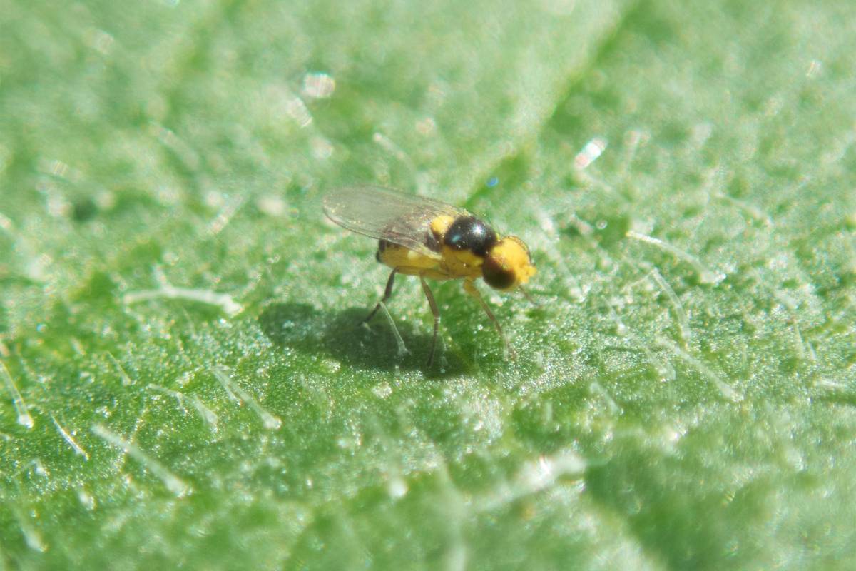 A yellow and black parasitic wasp, Encarsia Formosa, sits on a hairy green leaf waiting for a whitefly larvae to parasitize.