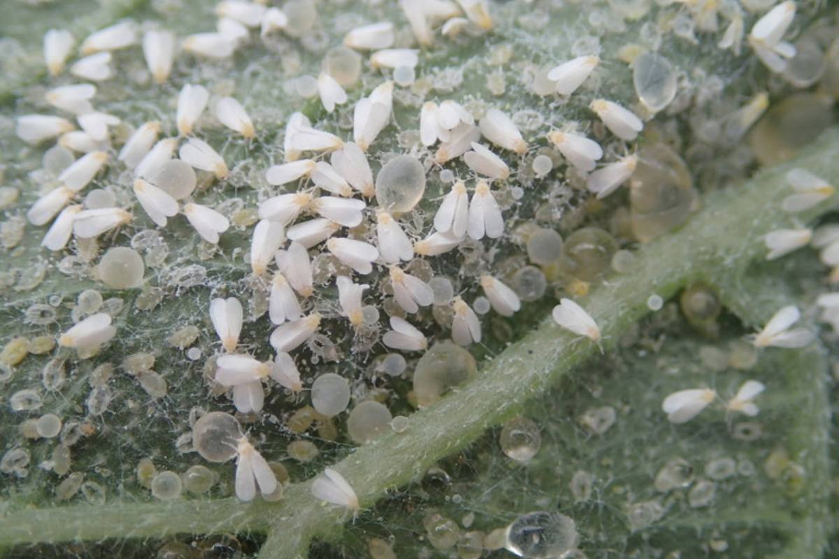 A large number of small greenhouse whiteflies sit on the underside of an infested veiny green leaf. Controlling whiteflies is a priority for south florida.