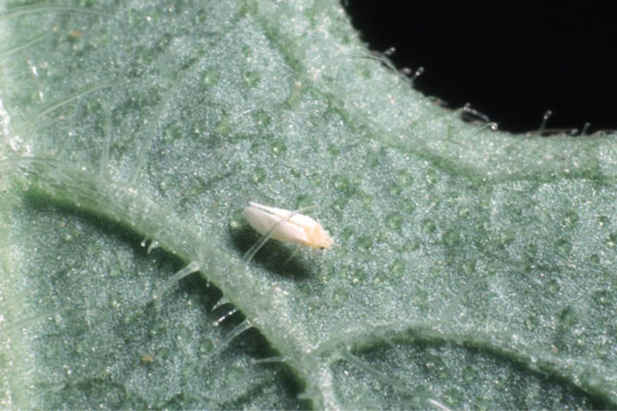 A single, sweet potato whitefly sits on a veiny green leaf in front of a black background.