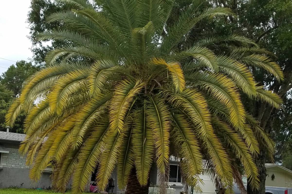 A palm tree with yellowing lower leaves in a suburban front yard.