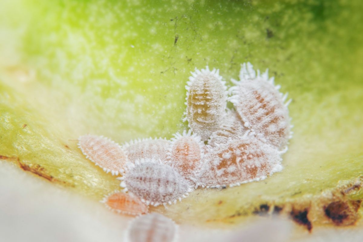 Close up of citrus mealybugs, which are most recognizable by their small, soft bodies covered in a white, powdery coating.