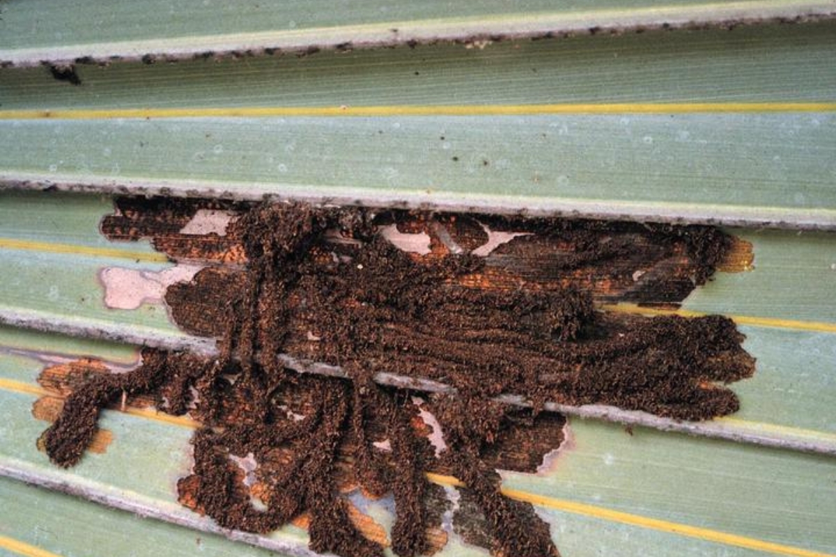 Close-up of palm leaves with visible clumps of brown frass, indicating a palm leaf skeletonizer infestation.