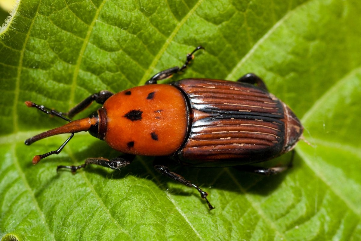 A reddish-brown palmetto weevil with black spots, perched on a leaf.