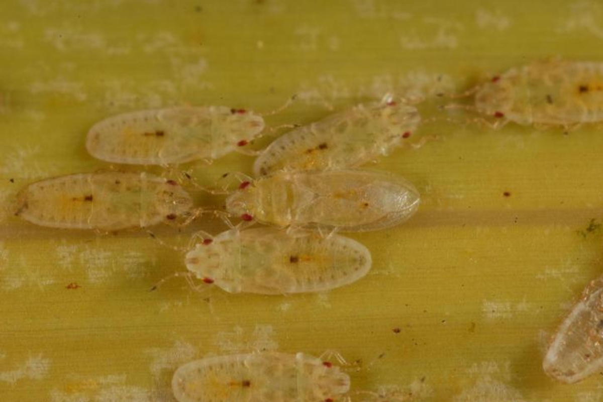 Close-up of a cluster of small, pale green royal palm bugs feeding on a palm leaf.