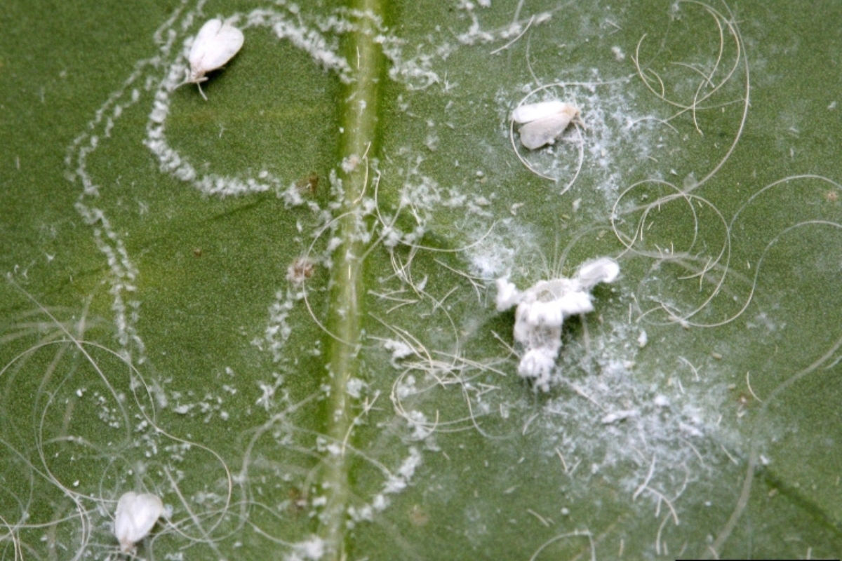 Close-up of whiteflies hatching from eggs arranged in a spiral pattern on the underside of a leaf, a telltale sign of a rugose spiraling whitefly infestation.