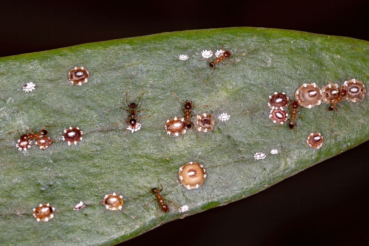 Close-up of Florida wax scales and red ants on a leaf. The ants are attracted to the honeydew secreted by the soft scales.