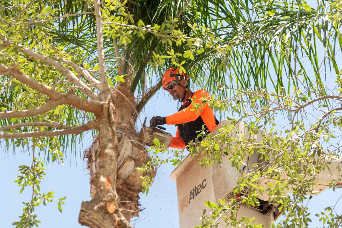 Sherlock Tree professional pruning a tree from a bucket truck, ensuring safe and healthy trees.