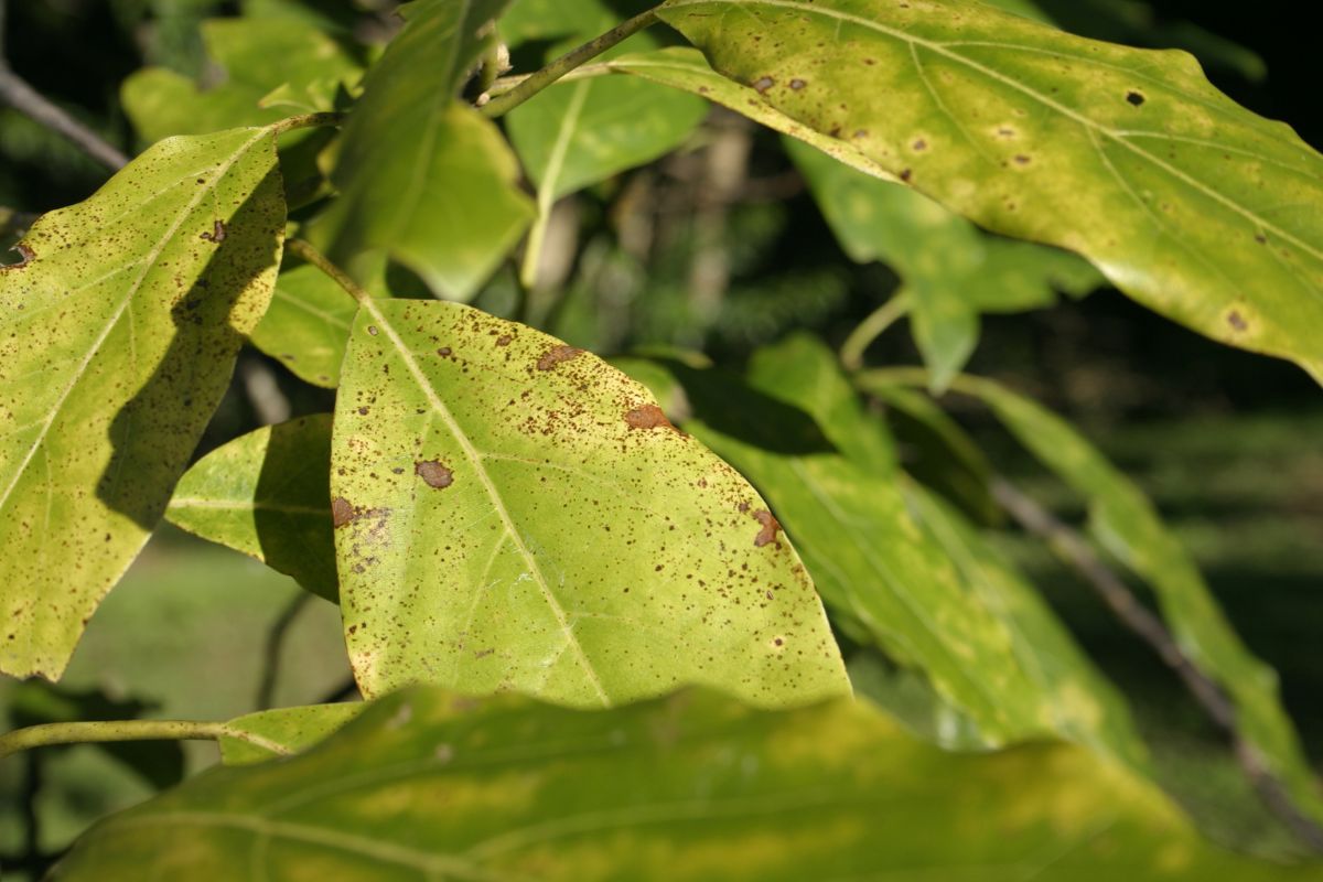 Avocado tree leaves with brown spots caused by fungal infection, highlighting a common issue in humid climates.