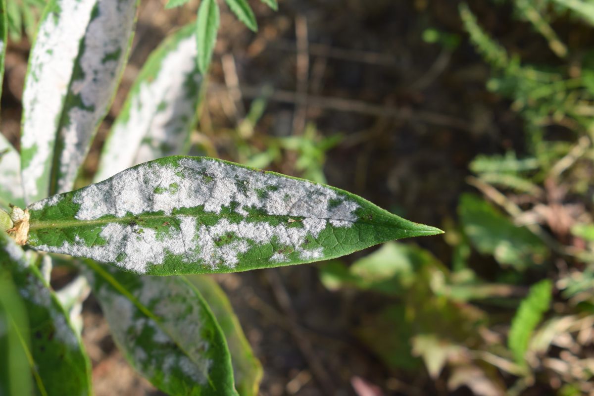 Mango leaves covered in white powdery mildew, a fungal disease affecting trees in warm climates. 