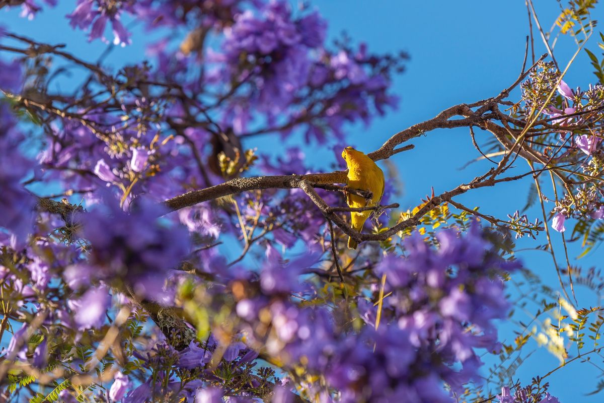 a yellow warbler sitting on a branch of a Jacaranda Tree.