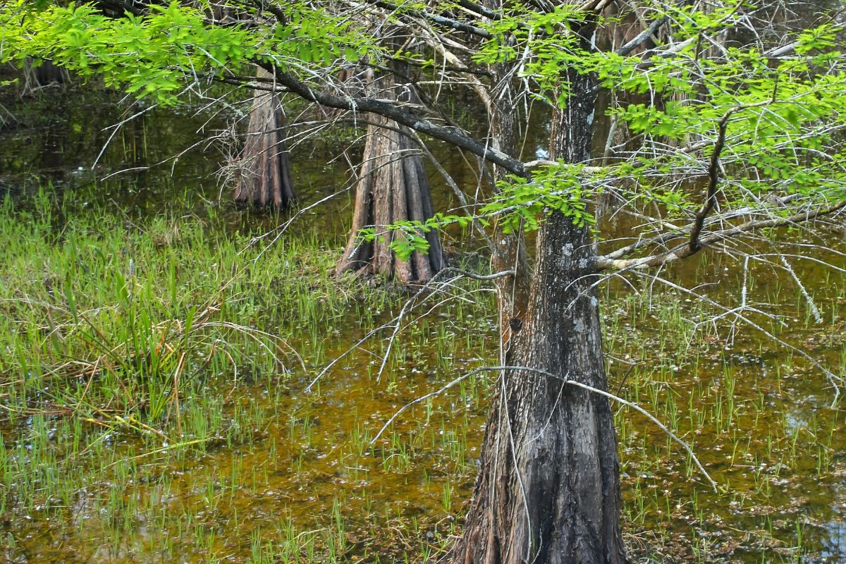 A cluster of Bald Cypress growing on a swampy area in South Florida.