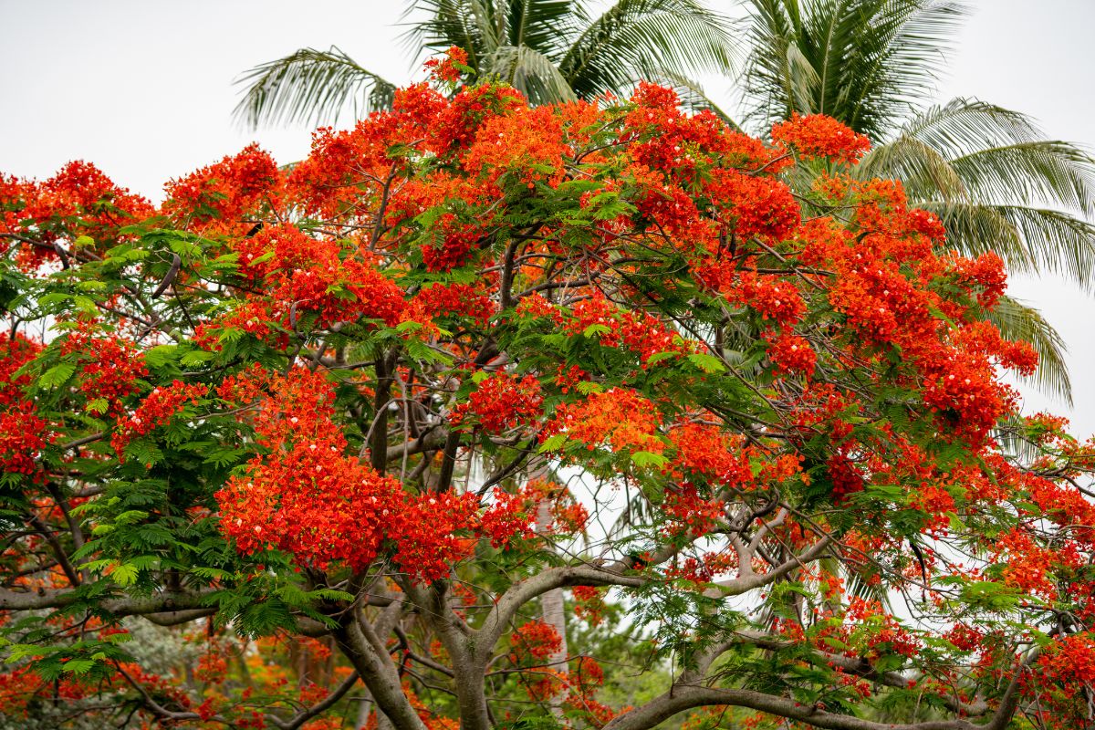 A photo of Royal Poinciana in bloom on a clear spring day in South Florida.