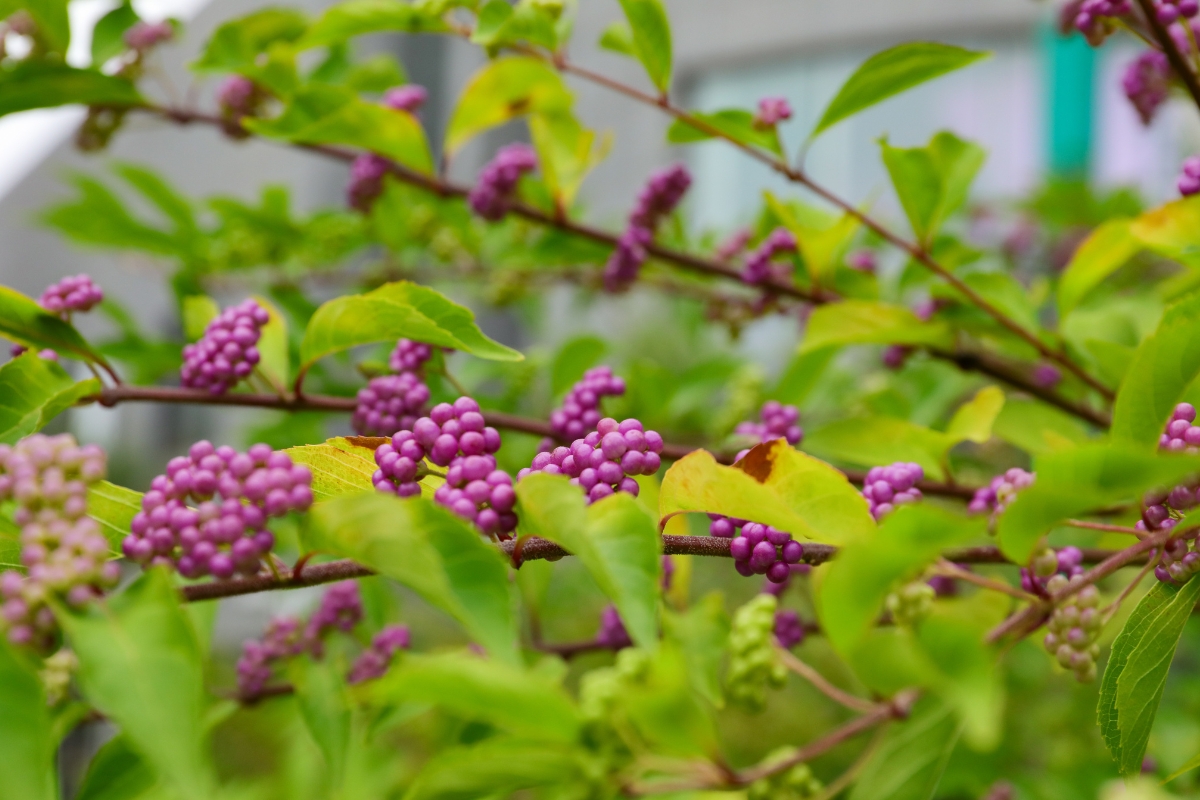 Close-up photo of beautyberry shrub in South Florida with clusters of bright purple berries.