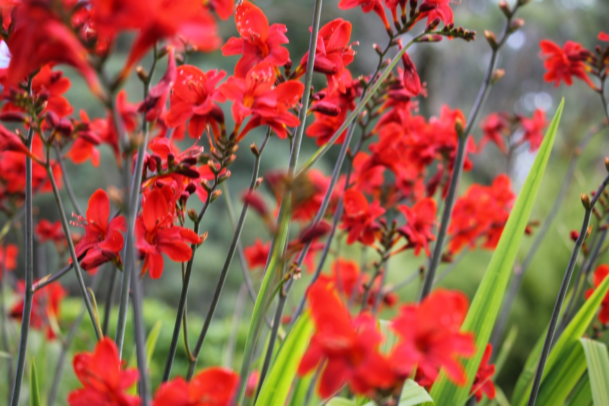 Bright red cardinal flower with a colorful butterfly perched on its petals in a South Florida landscape.