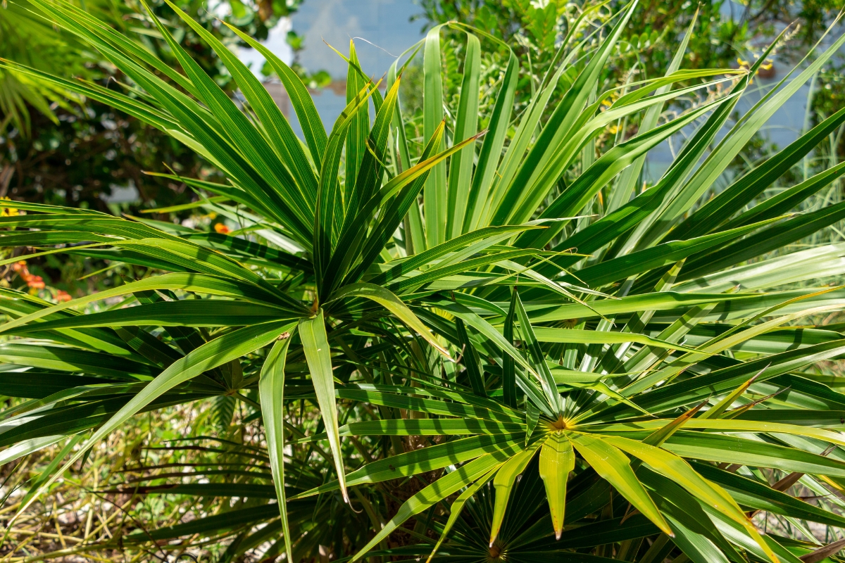 Florida thatch palm with fronds cascading in a sunny South Florida yard.