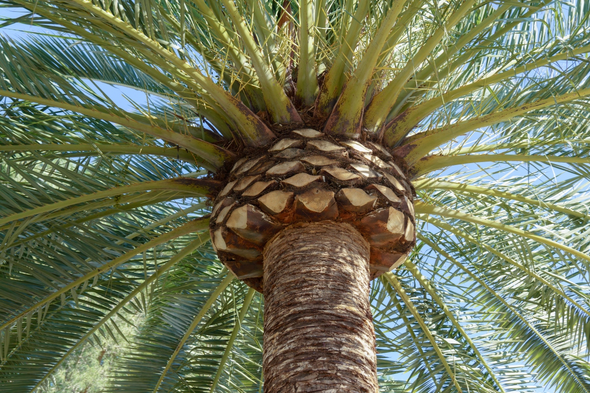 View looking up at a properly pruned date palm showing healthy green fronds, clean boot cuts, and full crown canopy against blue sky.